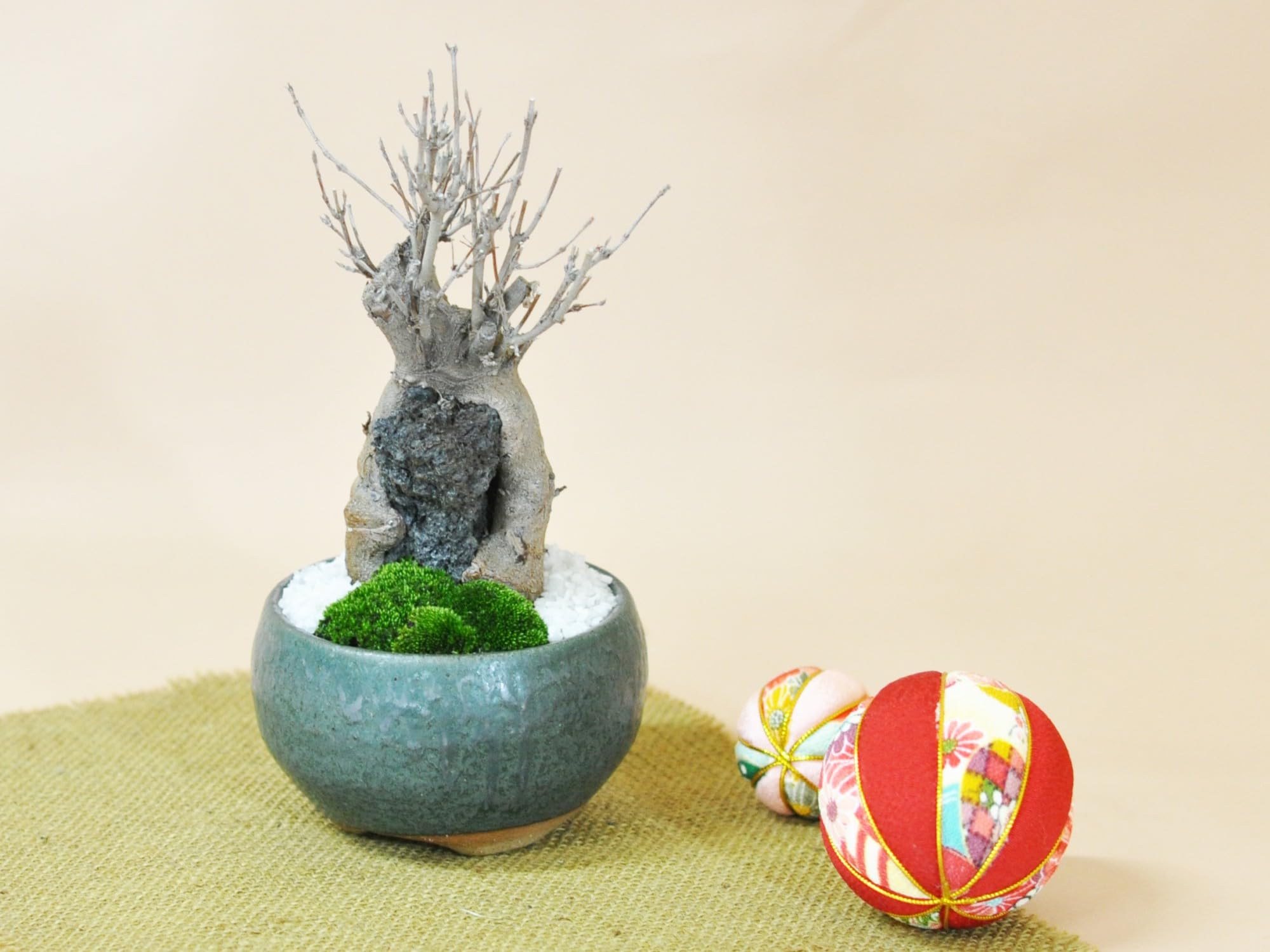 Amazon.co.jp: 盆栽妙 石付き楓 紅葉するミニ盆栽 鉢植え ギフト